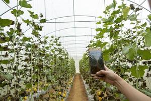 farmer observing some photograph melon filed in mobile phone photo