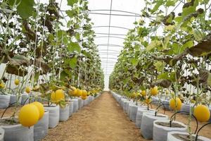 melones en invernadero foto