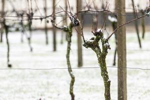 First snow on the hill towns. Between autumn and winter photo