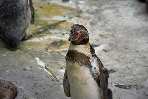 pingüino, retrato detallado de un hermoso ejemplar en cautiverio. foto