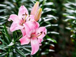 Lily flower bloom in garden photo