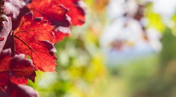 Autumn orange and red leaves photo