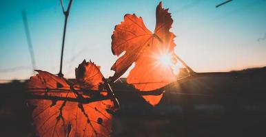 Autumn orange and red leaves photo