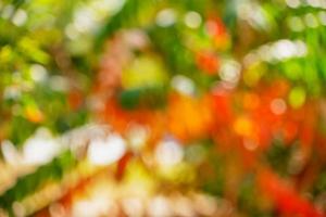 Autumn blurred background photo