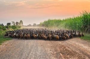 Flock of ducks with agriculturist herding on dirt road