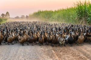 Flock of ducks with agriculturist herding on dirt road photo