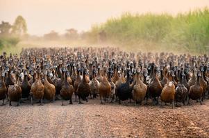 Flock of ducks with agriculturist herding on dirt road
