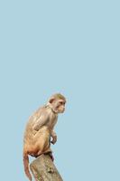 Cover page with a portrait of curious wondered macaque at blue sky solid background with copy space. Concept wildlife conservation and biodiversity. photo