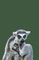 portada con un retrato de un lindo lémur de madagascar de cola anillada disfrutando del verano, primer plano, con espacio de copia y fondo verde sólido. concepto de biodiversidad, bienestar animal y conservación de la vida silvestre.