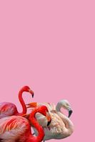 Cover page with beautiful red and rosy flamingos isolated at solid pink background with copy space for text, closeup, details. Love, care, dating and glamour concept. photo