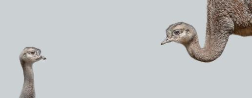 pancarta con una madre avestruz con su lindo y curioso pollito en un fondo gris sólido con espacio de copia. concepto de biodiversidad y conservación de la vida silvestre. foto