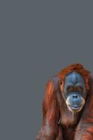 Cover page with portrait of funny colorful Asian orangutan at grey solid background with copy space for text. Concept animal diversity and wildlife conservation. photo