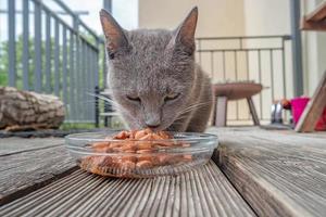 Cute domestic cat, grey Russian Blue is eating jelly food in a glass plate as pet meat at house terrace outdoor.