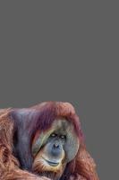 Cover page with portrait of old and big colorful Asian orangutan at grey solid background with copy space for text. Concept animal diversity and wildlife conservation.