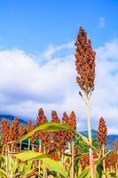 sorgo en el campo. foto