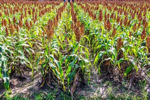 Sorghum in the field. photo