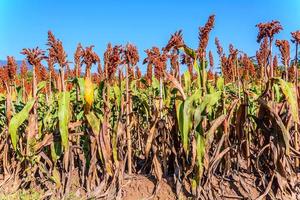 Sorghum in the field. photo