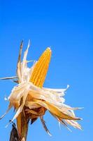 Corn seed prepared for industrial agriculture. photo