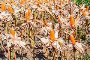 semilla de maíz preparada para agricultura industrial. foto