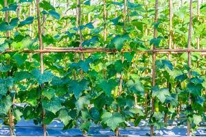 Cucumber growing in the garden. photo