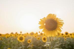 Sunflower field in sunset, nature background photo