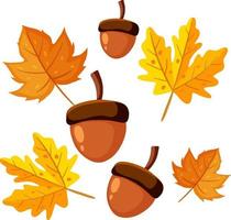 decoración de bellotas y hojas de arce para el otoño. vector