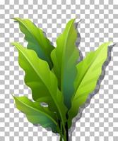 Tropical plant on grid background vector