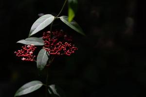 Beautiful wild red flower on dark background photo