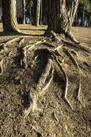 árbol con raíces antiguas foto
