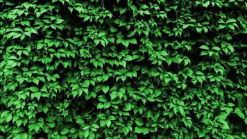 leaves of a plant curl on the wall. green leaf background photo