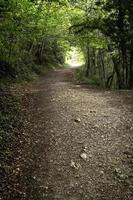 Deep path in the forest photo