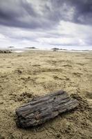 Wooden log on the beach photo