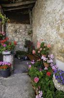 plantas de colores en una fachada foto