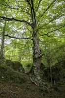 árbol antiguo en un bosque verde foto