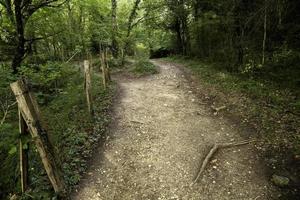 camino profundo en el bosque foto