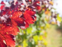 Autumn orange and red leaves photo