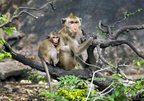 Mother and baby monkeys in the wild. photo