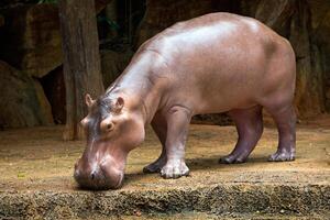 Hippopotamuses are standing in the natural atmosphere of the zoo.