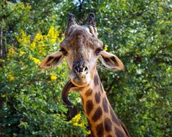 cabeza y cuello de una jirafa en la naturaleza salvaje. foto