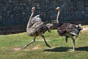 Ostrich is running in the nature of the zoo.