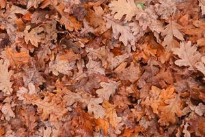 las hojas de otoño caen del roble con goteros de lluvia. fondo natural de otoño
