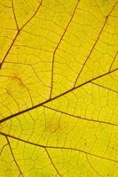 Primer plano de textura de hoja de otoño con venas foto