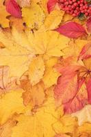 Autumn leaves fallen from maple and mountain ash. Autumn natural background vertical  format photo