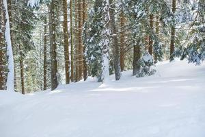 Background with snow and plants of winter environment photo