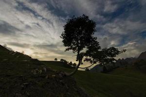 Alpine landscape with plant photo