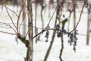 First snow on the hill towns. Between autumn and winter photo