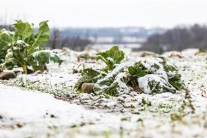 First snow on the hill towns. Between autumn and winter photo