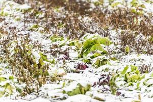 First snow on the hill towns. Between autumn and winter photo