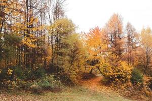 Autumn forest view photo