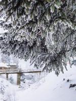 View of snowed pine tree close up photo